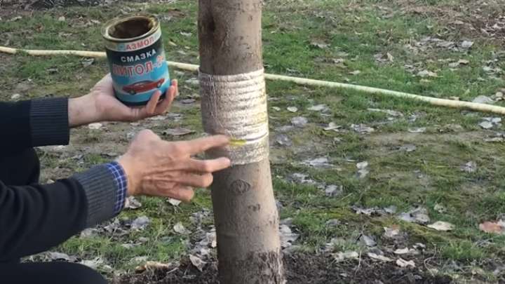 Дедушка поделился своим 8-летним методом борьбы с муравьями в саду