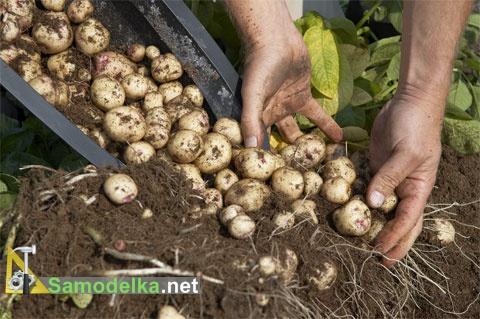 Как вырастить картофель в бочке