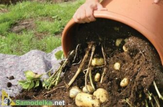 Как вырастить картофель в бочке