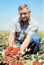 Выращивание помидор по Маслову