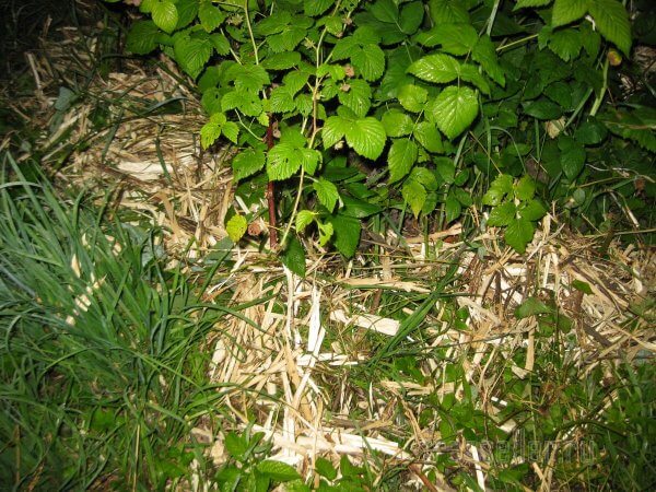 Измельчитель срезанных садовых веток в одну собачью силу