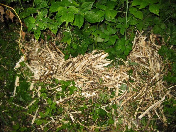 Измельчитель срезанных садовых веток в одну собачью силу