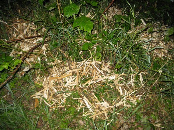 Измельчитель срезанных садовых веток в одну собачью силу