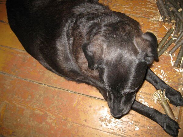 Измельчитель срезанных садовых веток в одну собачью силу