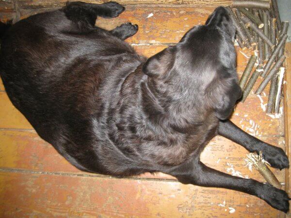 Измельчитель срезанных садовых веток в одну собачью силу